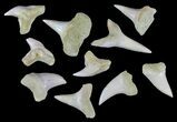 + Fossil Shark Teeth - Bakersfield, California #61747-1